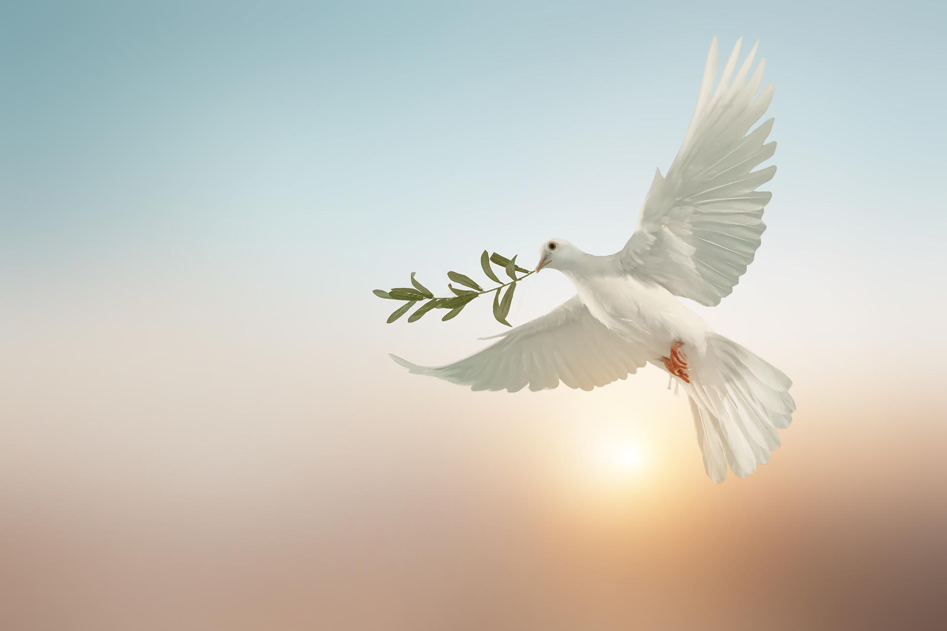white dove or white pigeon carrying olive leaf branch on pastel